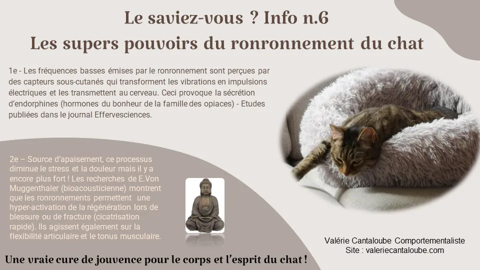 "Le saviez-vous ?" - Info n.6 = Les pouvoirs du ronronnement du chat