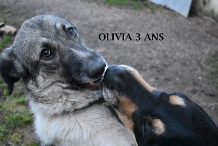 Olivia 01