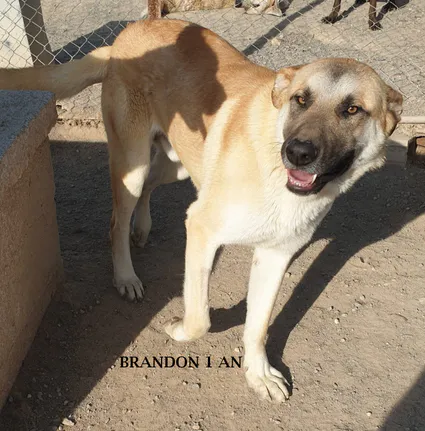 Brandon 01