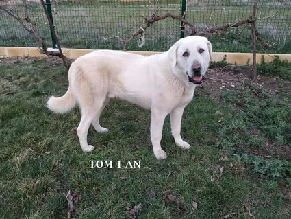 Tom 01