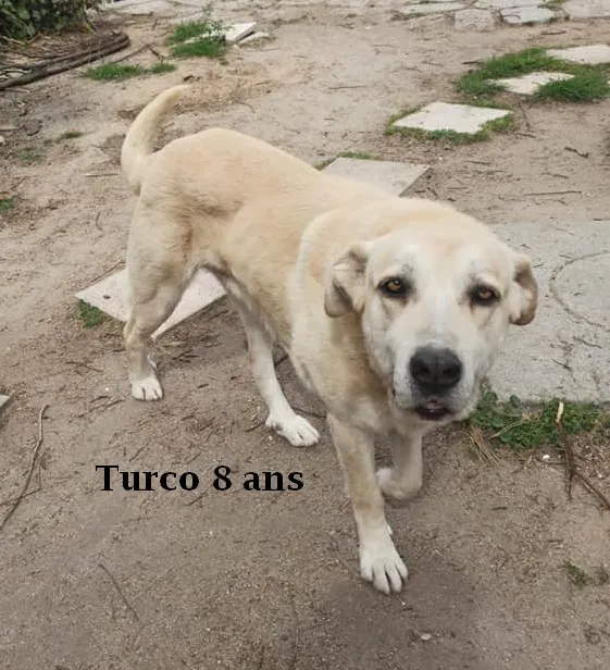Turco