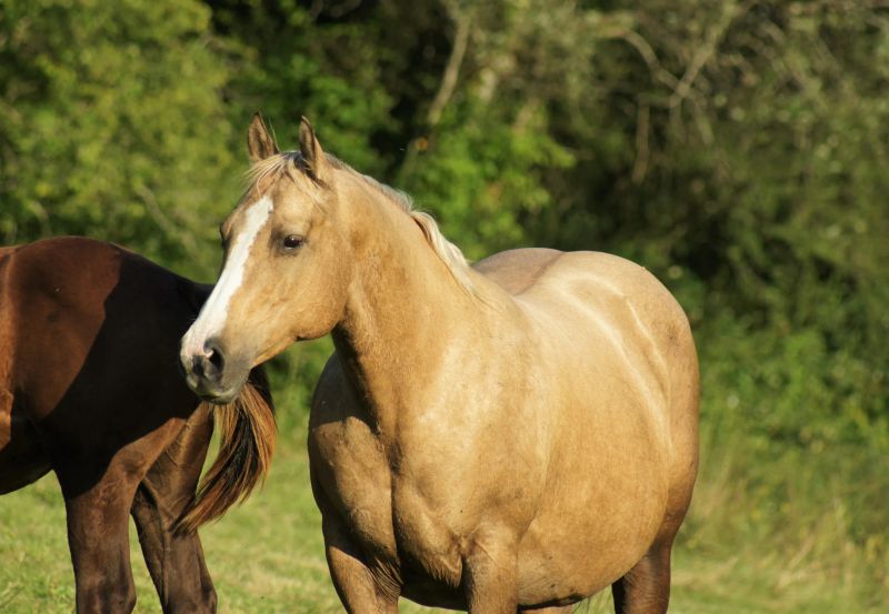 "UNCUT GOLD" Golden AQHA Quarter-Horse / Fondation / Ranch / Ranch - Horse / Cutting  / Cowhorse / "Balcrock Ranch" 