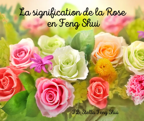 La-signification-de-la-Rose-en-Feng-Shui