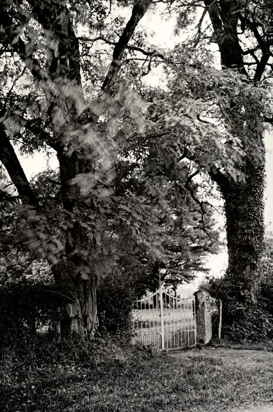 La belle au bois dormant