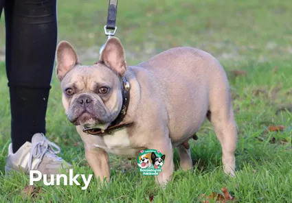 Punky