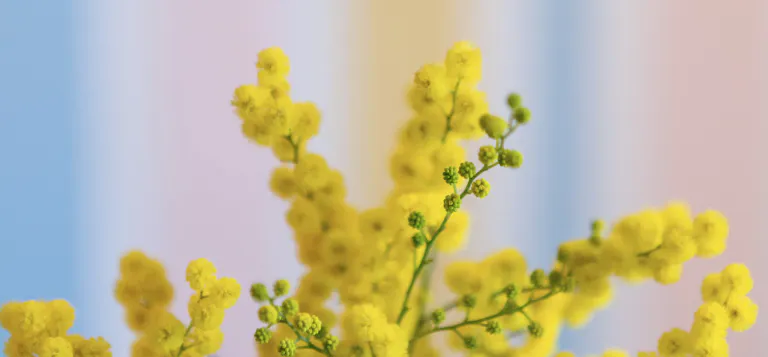 Mimosa en fleur sur fond colore