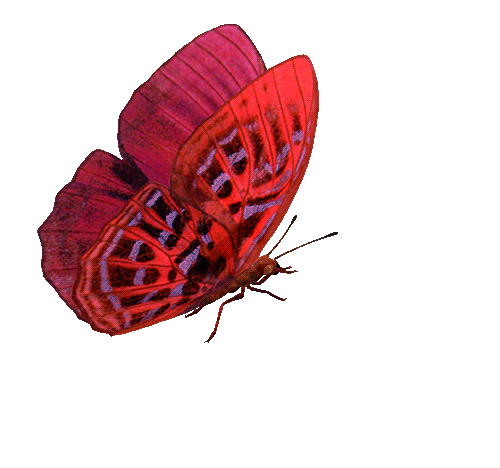 Gif-papillon