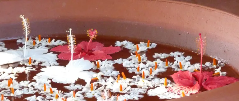 La teinture naturelle ou l'art de sélectionner les plantes colorantes