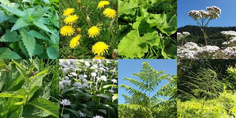 utilisation de purins mélangés, ou non mélangés ?