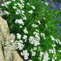 L'Achillée Milleufeuille