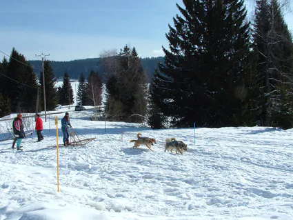 Chiens traineaux lapesse 1