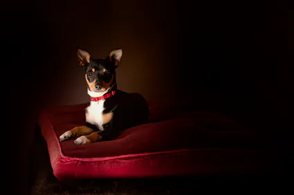Photograph pro gaphiste chien mlg photographie 83