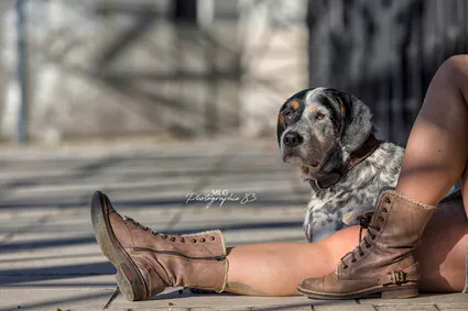 Photographe canin var 83 mlg photographie 83
