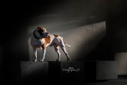 Shooting canin 83 toulon mlg photographie 83