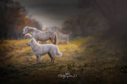 Photographe canin equin var 83 mlg photographie 83