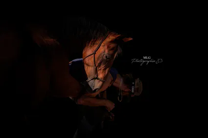 Mlg photographie 83 photographe equestre 83 var