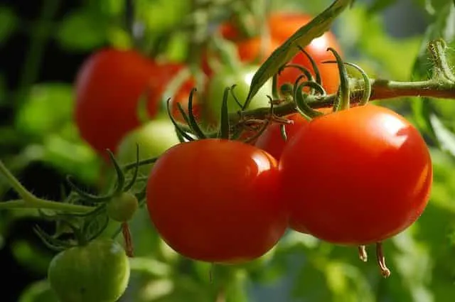 tomates : purin de consoude ou d'ortie ?