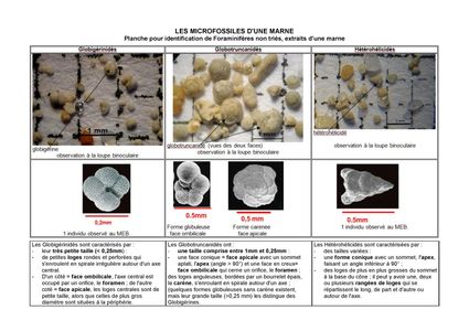 Microfossiles foraminiferes entiers planche-page-001