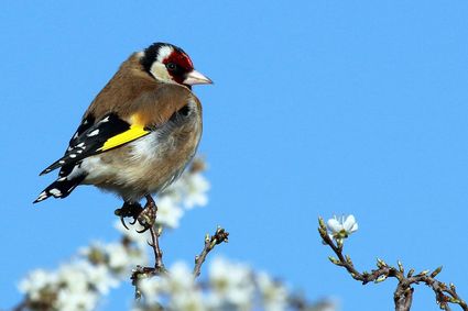 European goldfinch -Carduelis carduelis- male