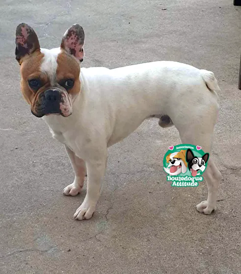 Paco