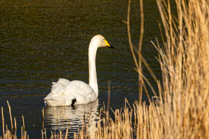 2021 12 31 11h19mn ggt 7582 dxo