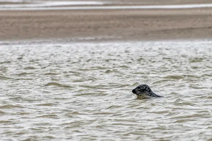 2021 12 31 16h12mn ggt 7755 dxo