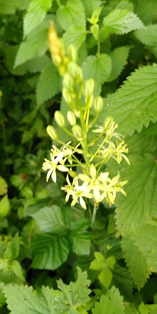 Conférence Nature Sauvage - biodiversité autour de Reyrieux - 11 février à 18h30