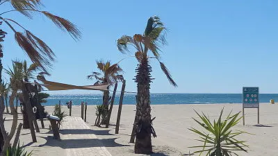 Palmiers canet opt