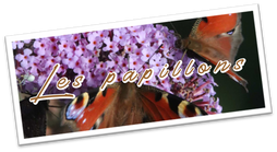 Bouton-papillons