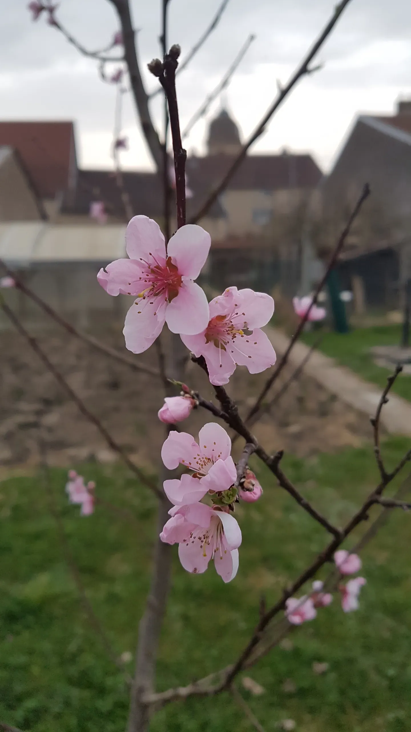 Vive le printemps