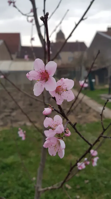 Vive le printemps