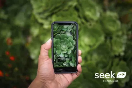 application gratuite pour reconnaître les plantes
