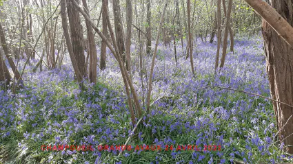 Champcueil grands avaux 24 04 2022 a