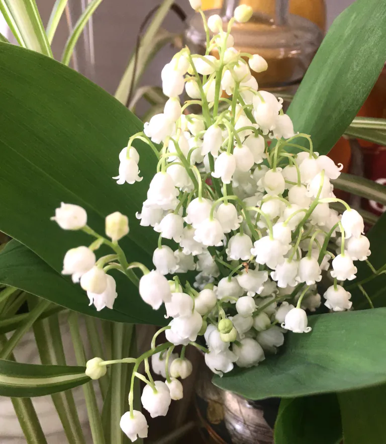 Clochettes de Muguet ...