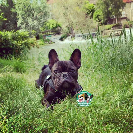 Oscar