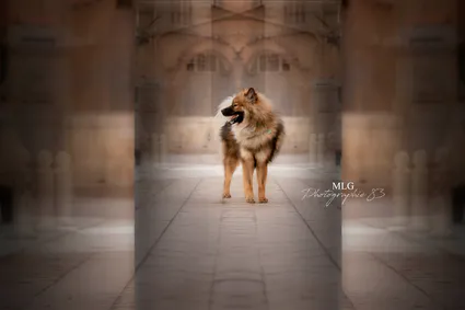 Mlg photographie 83 photographe canin toulon