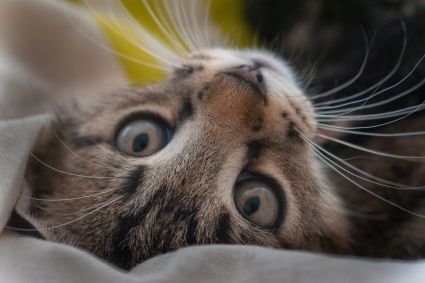Closeup shot of cute domestic cat with mesmerizing eyes