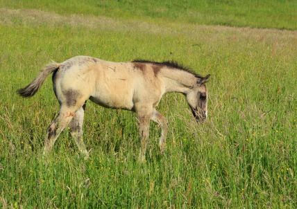 MIDNIGHT SILVER WOOD Pouliche 2022 Paint Horse smoky grullo / breeding fondation ranch roping / AQHA APHA / Baldrock ranch