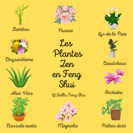 Les-plantes-Zen-en-Feng-Shui