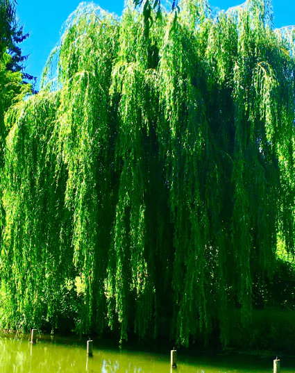 Pourquoi le Saule pleure-t'il ?