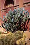 Cactus doutremepuich
