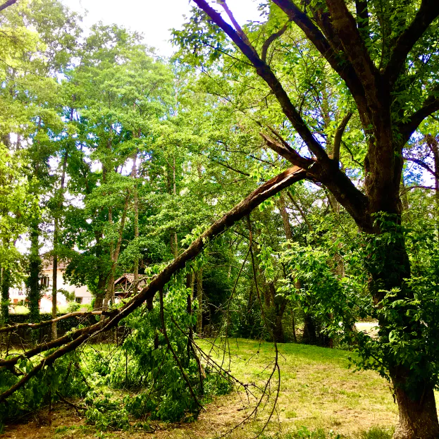 L'Orage et l'Arbre Blessé