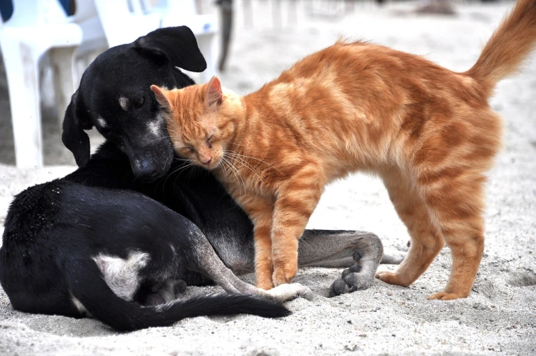 Chat-et-chien