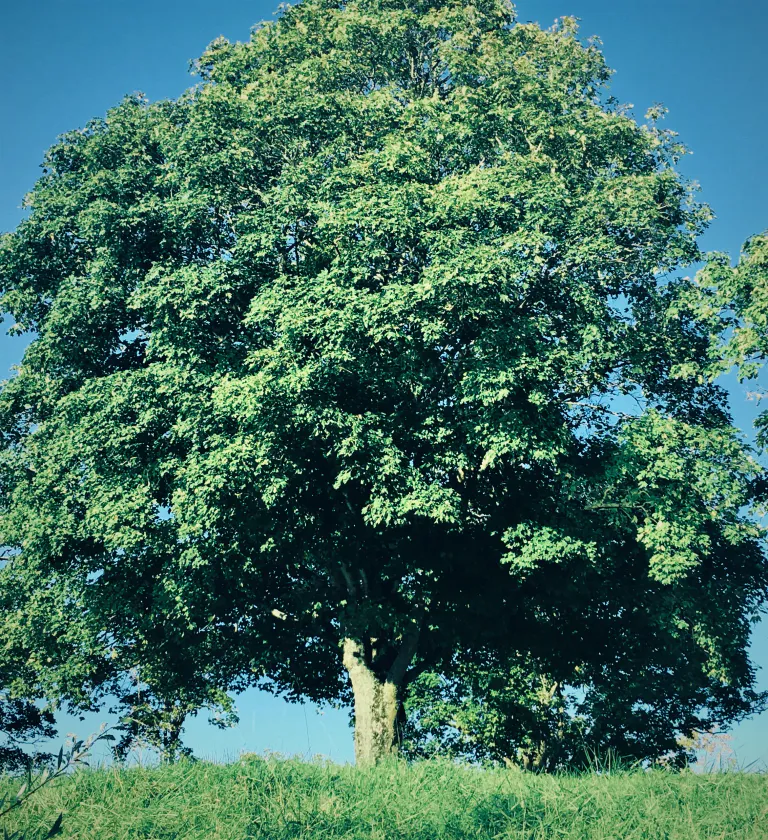 Arbre 2