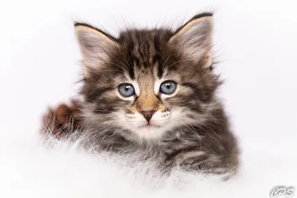 300529045 10209413757818860 4751383561923651304 n