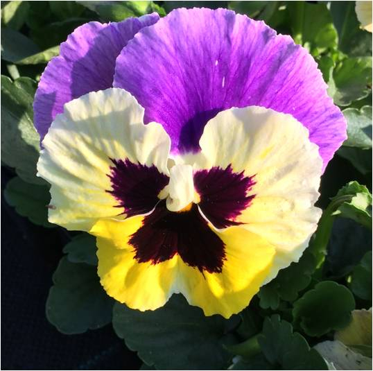 Pensee grosse fleur mauve et jaune 133868 1605090540 1