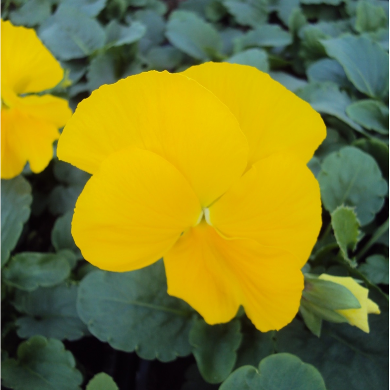 Pensee matrix yellow clear jaune