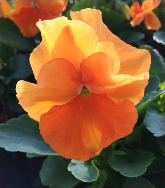 Pensee grosse fleur orange 133869 1605090578 1