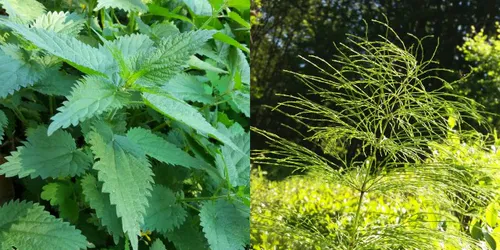 mélange purin d'ortie et de prêle