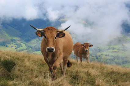 Vache aubrac et son veau